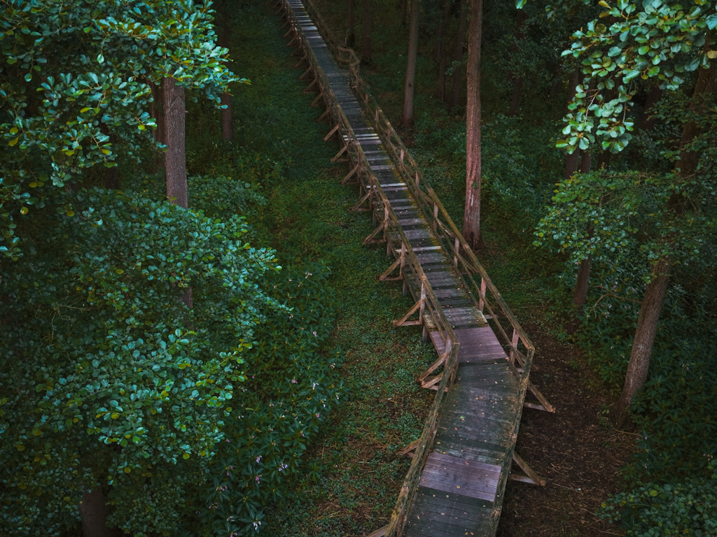 Die Brücke durch den Wald in Bremer Umgebung — Freizeitangebot Bild