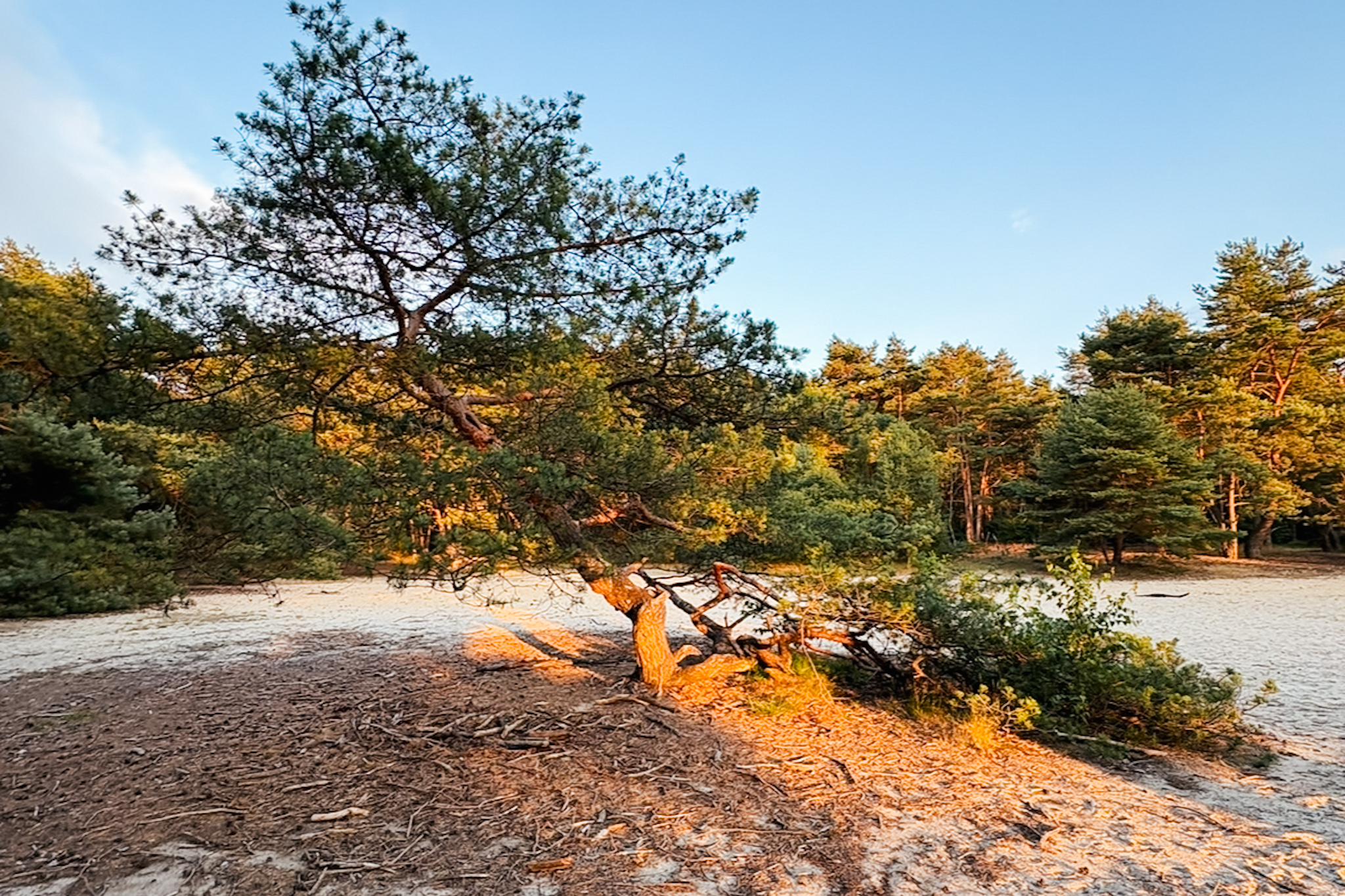 Sand-&Waldlandschaft in Nahe Bremen/Delmenhorst — Freizeitangebot Bild